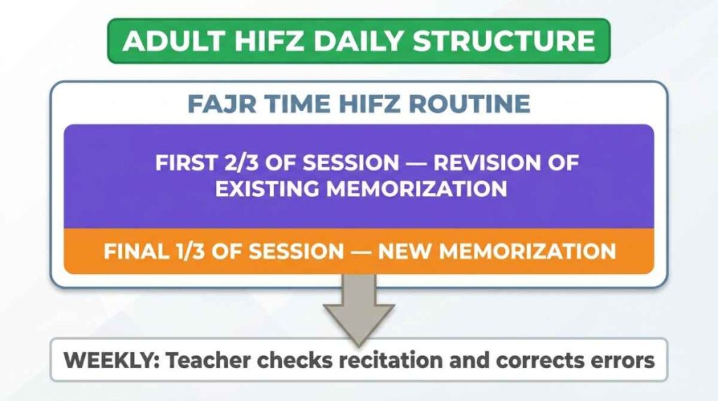 Infographic showing recommended daily Hifz structure for adults with revision and new memorization split