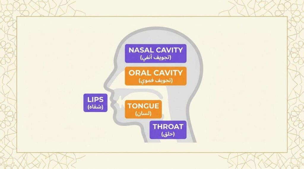 Infographic diagram showing the five makharij regions inside the mouth and throat