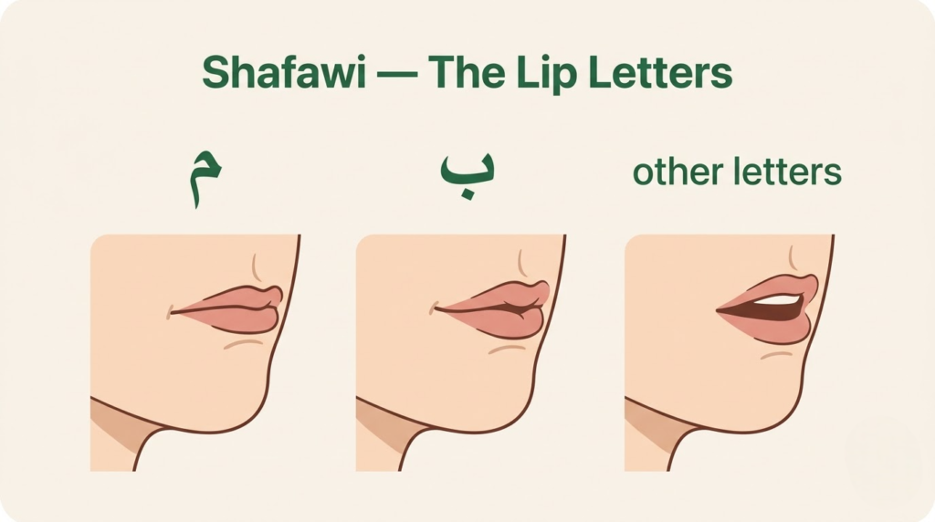 Shafawi labial letters — Meem and Ba articulation point at the lips